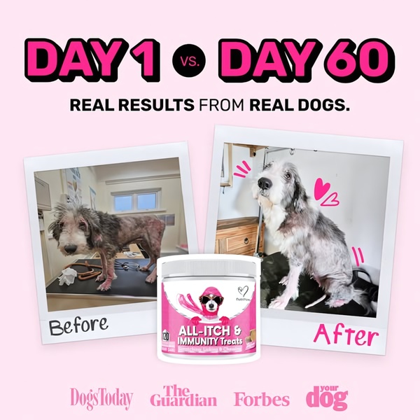 A split-screen, polaroid-style testimonial showing a dog's physical recovery after 60 days of using the advertised treats.